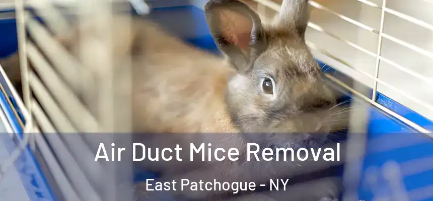 Air Duct Mice Removal East Patchogue - NY